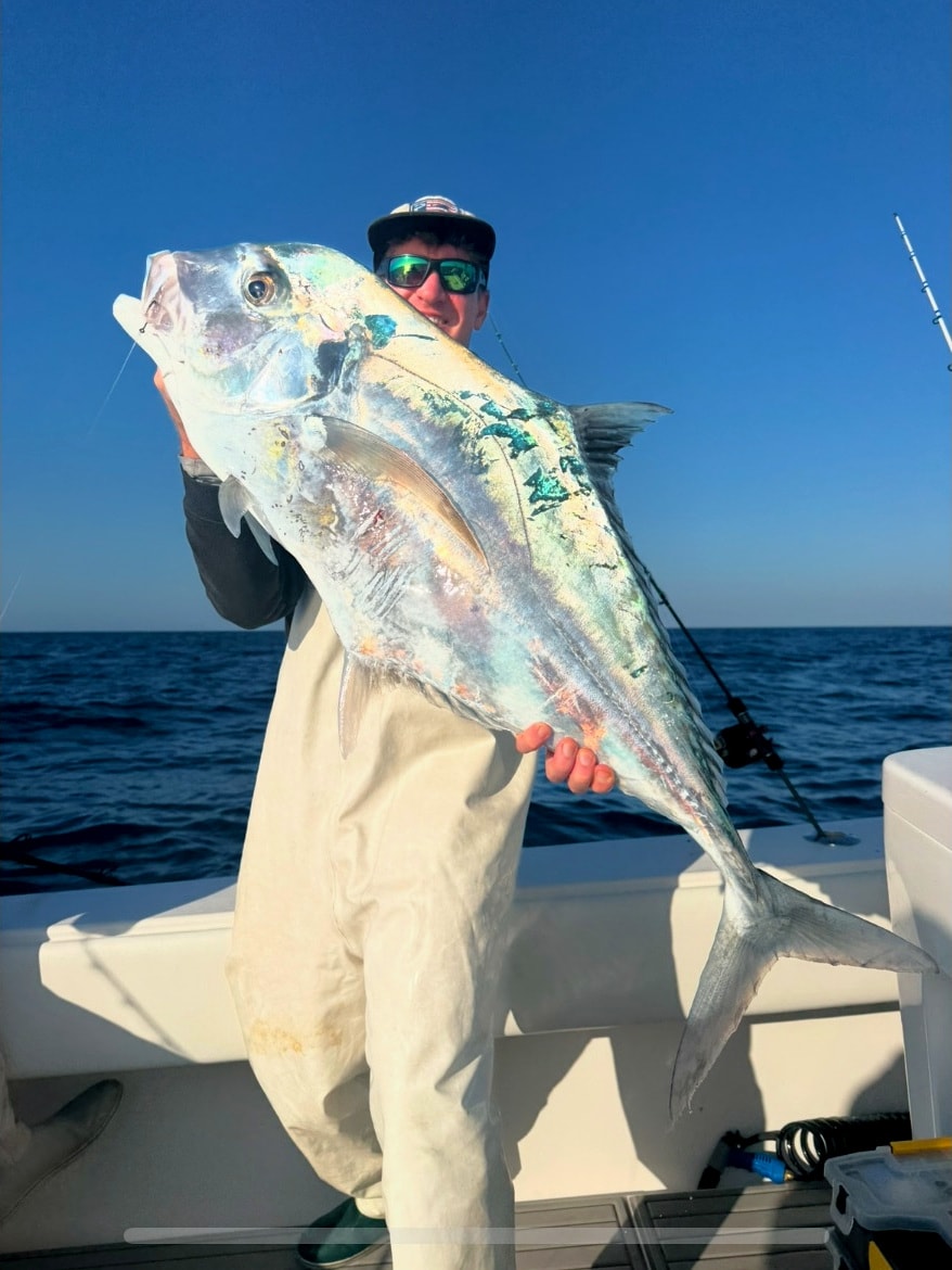 An African pompano lit up in the morning sun