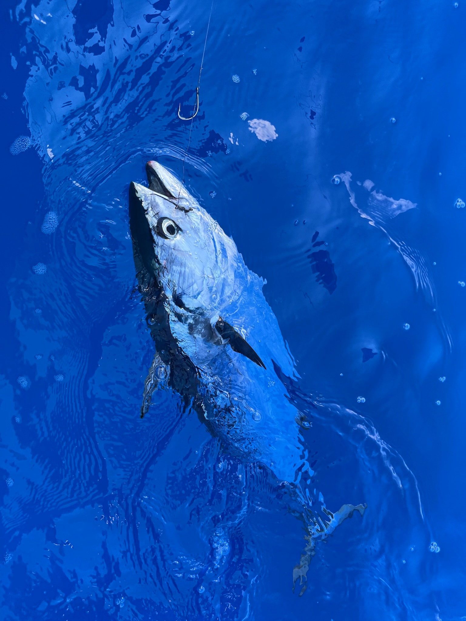 A blackfin tuna coming up under the boat in blue water