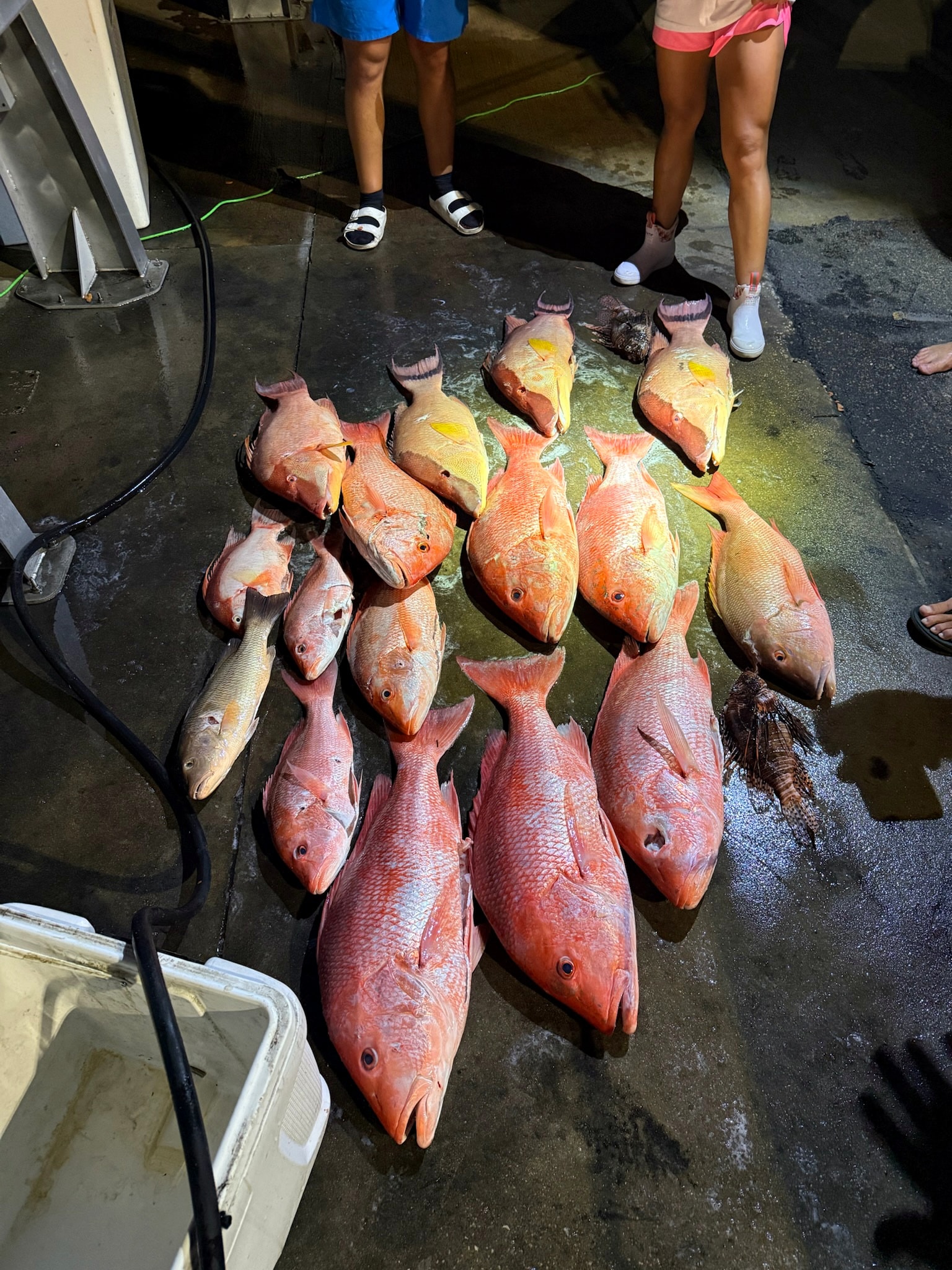 A deck full of red snapper and mangrove snapper on ice