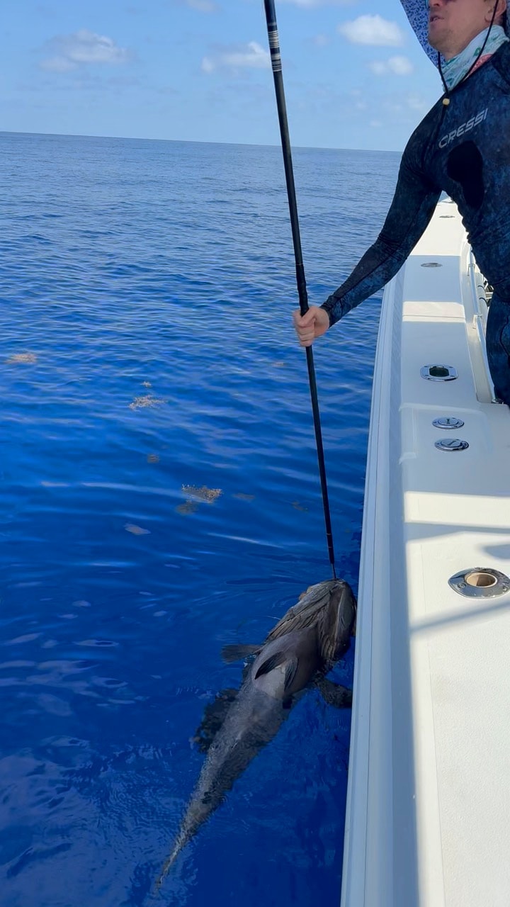 A fish coming up boatside on a long-range run