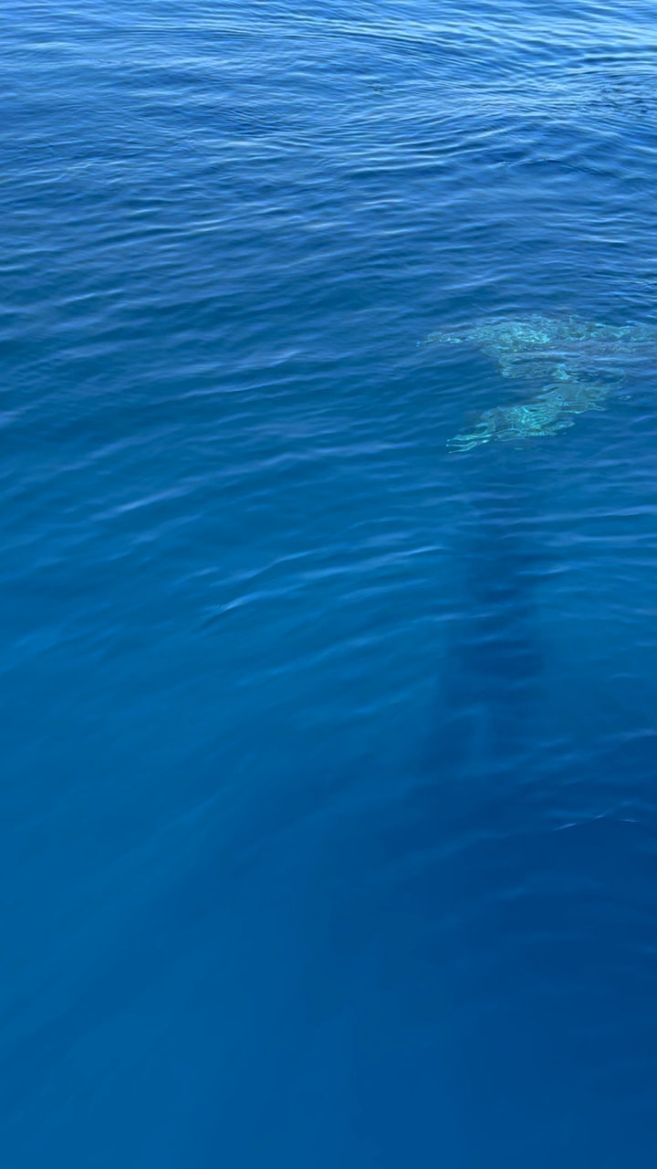 A goliath grouper rising through deep blue water beside the boat