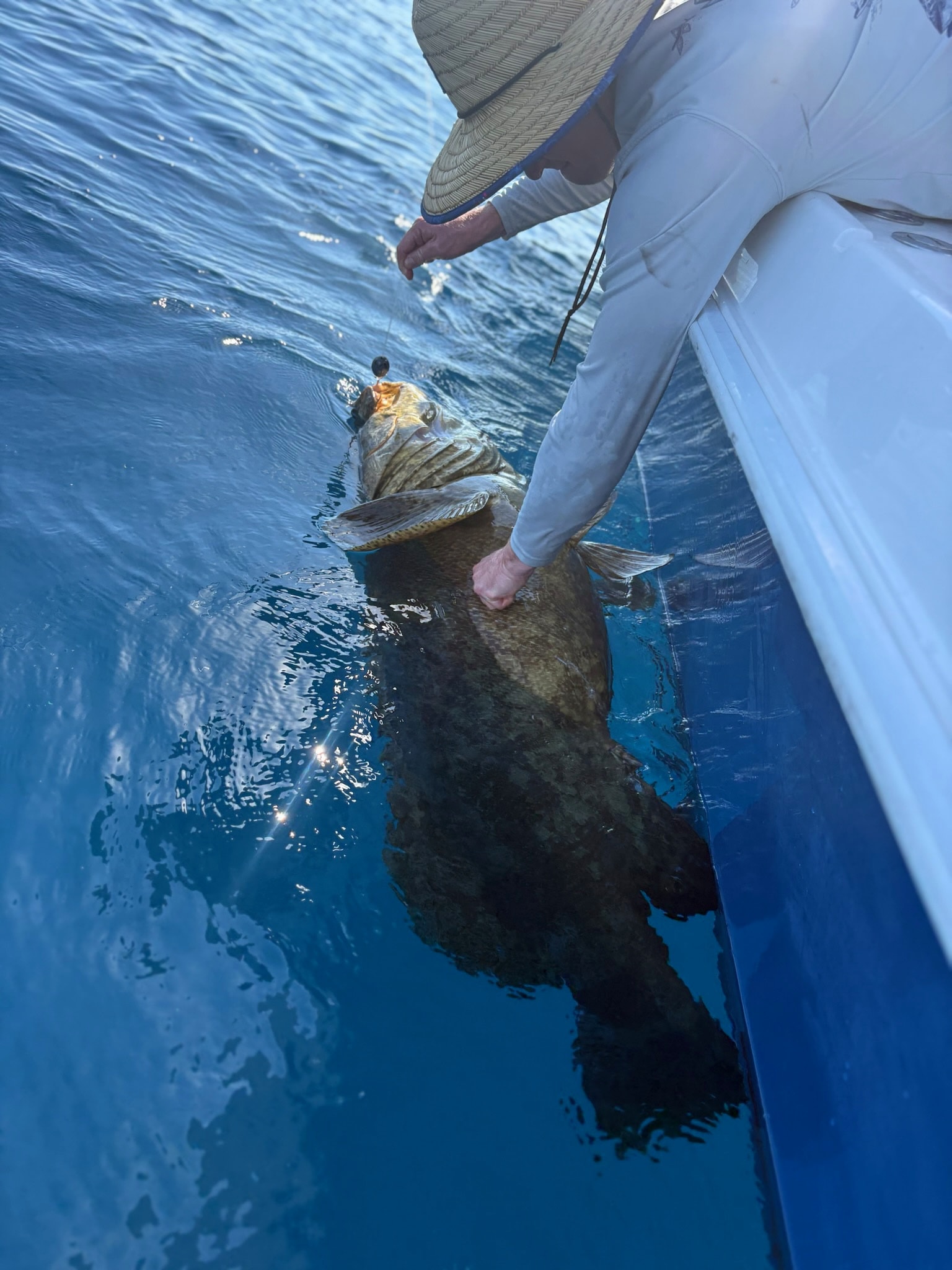 A goliath grouper held boatside before release