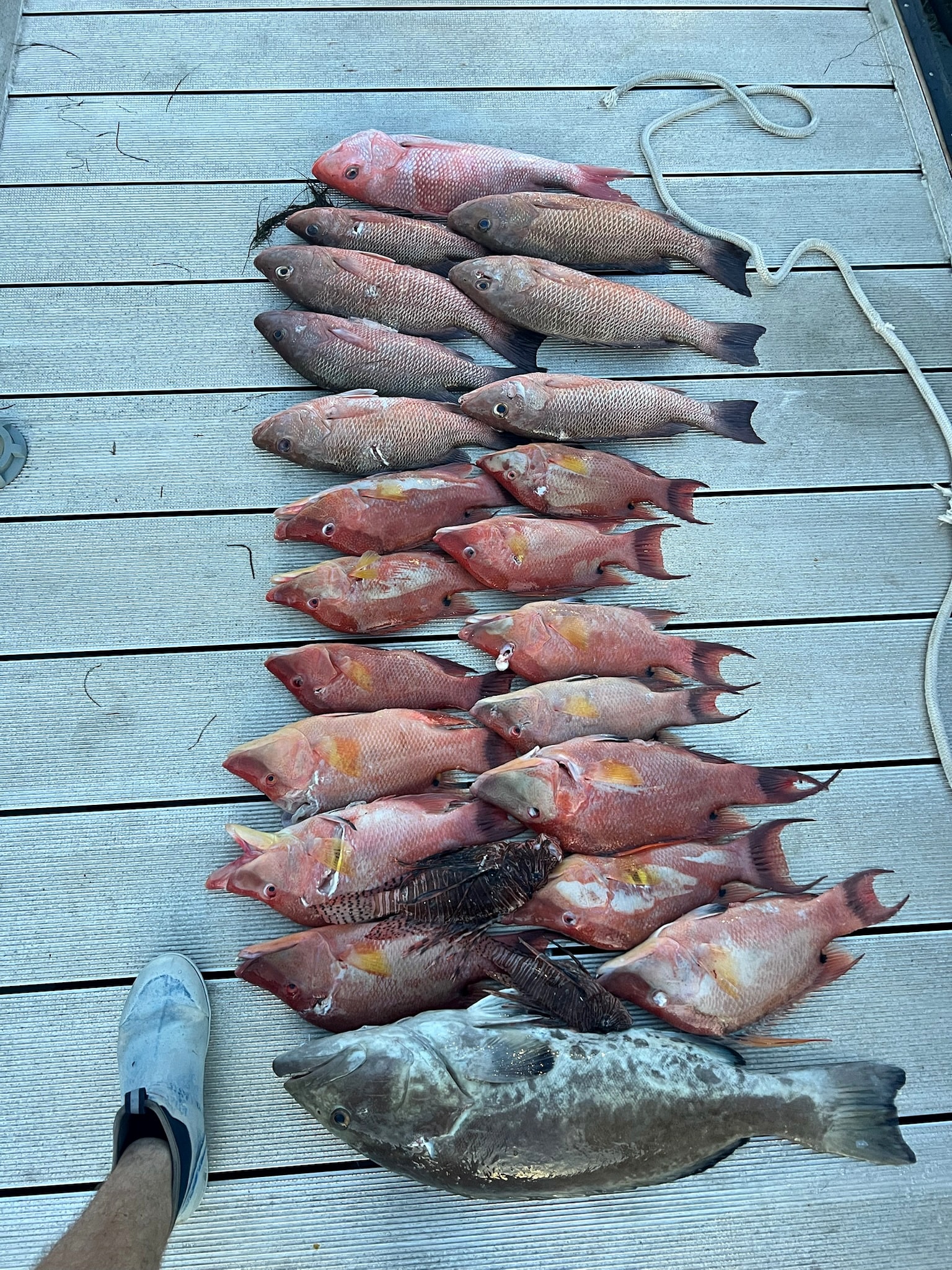 Hogfish laid out on the dock