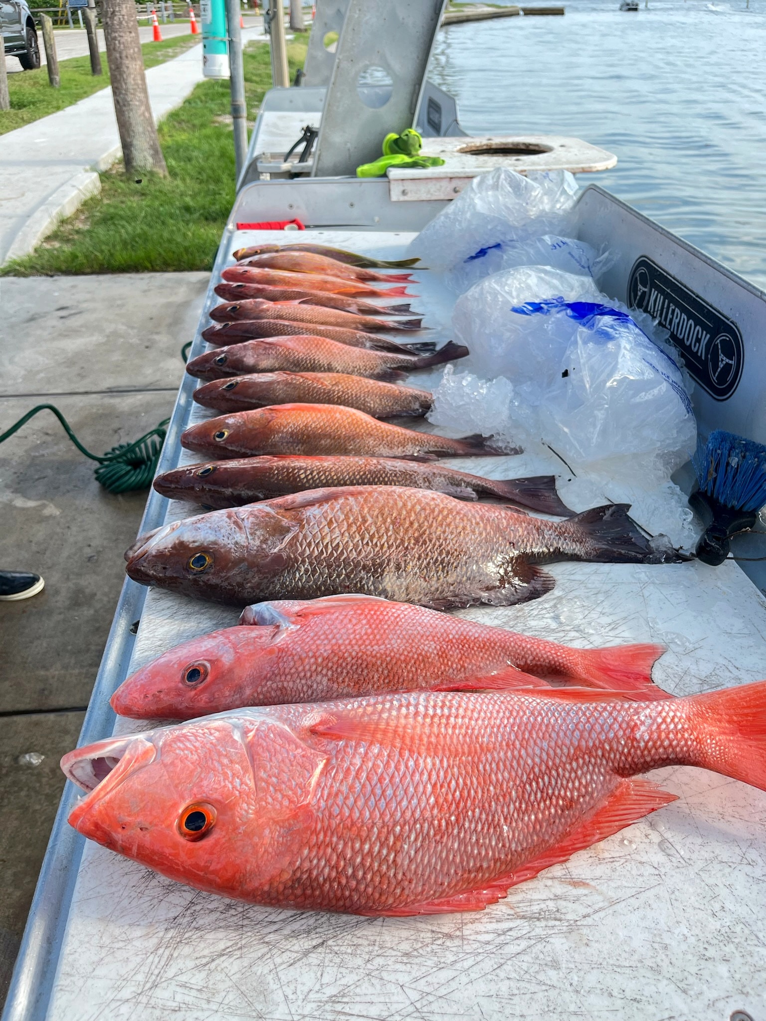 Red snapper on the cleaning table at the marina
