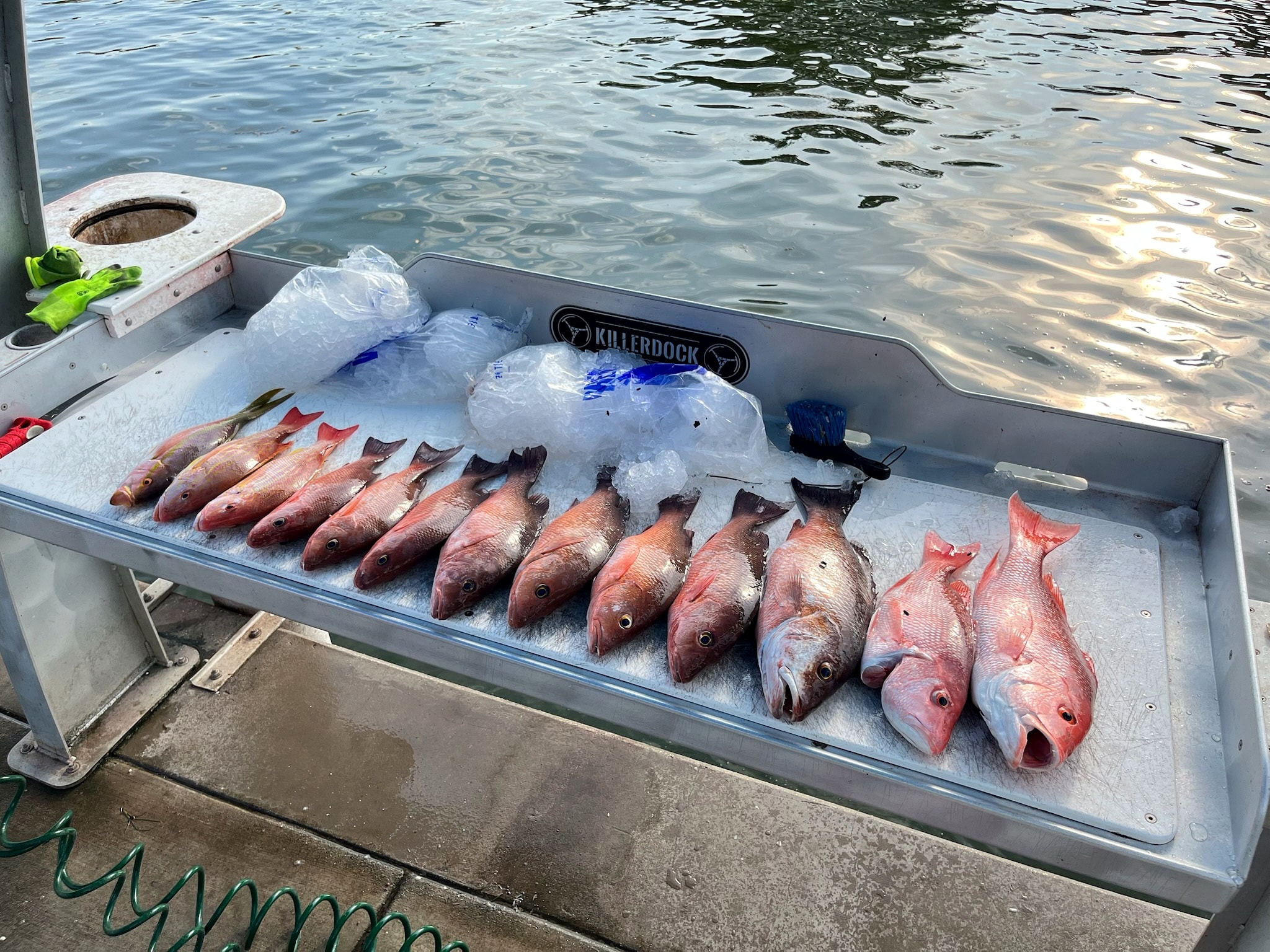 Snapper iced down on the cleaning table