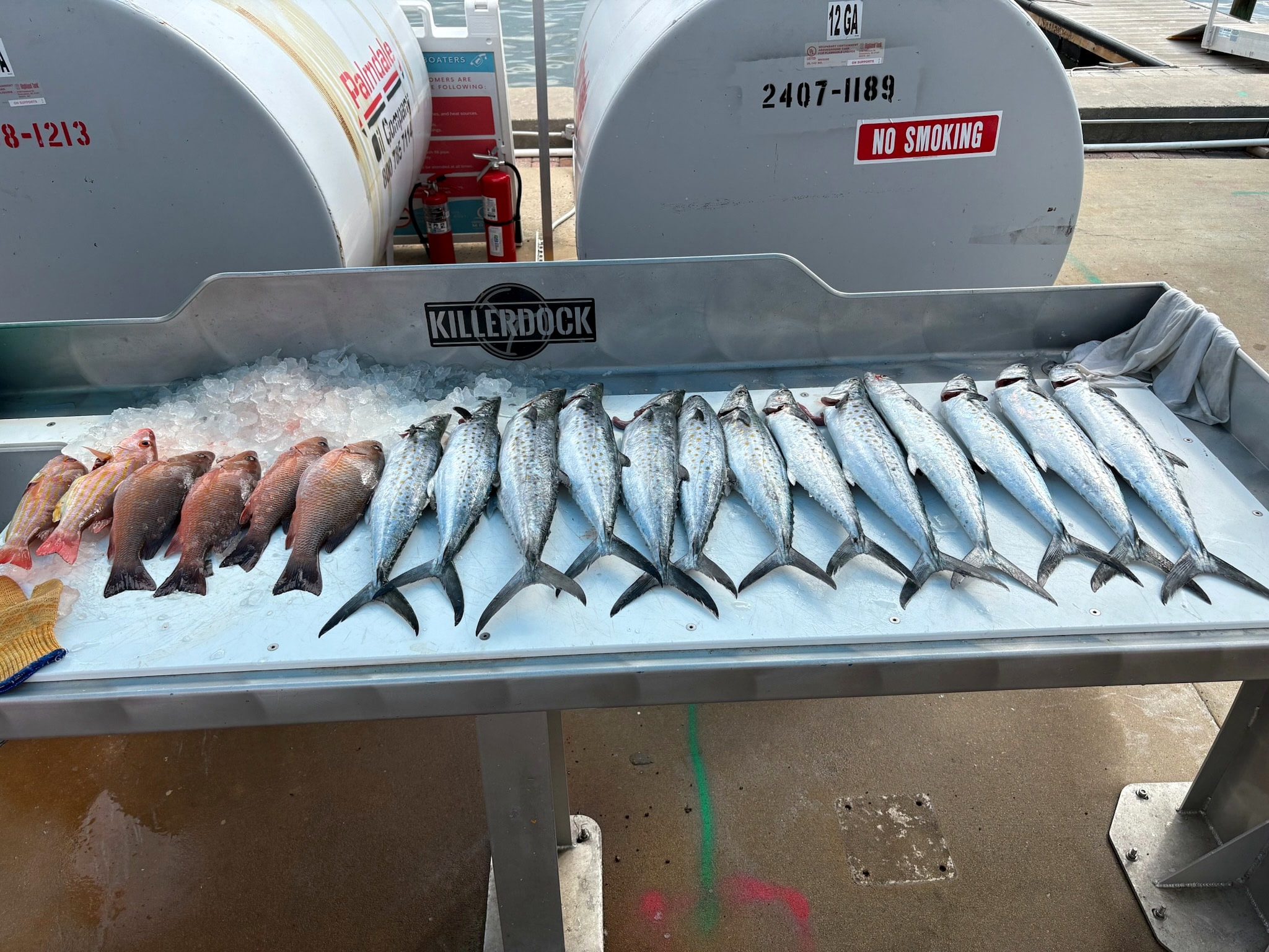 A cleaning table lined with kingfish and snapper