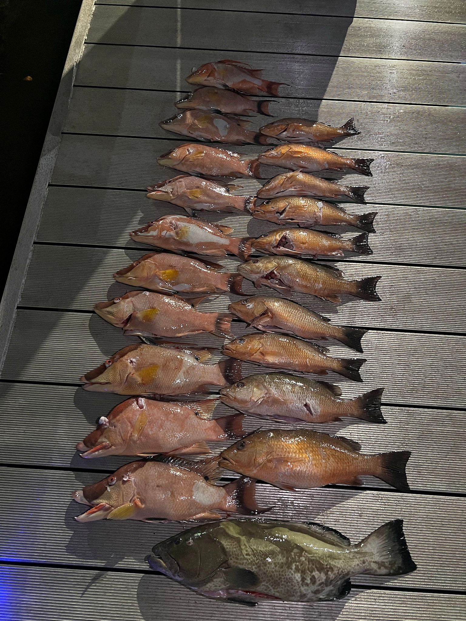 Hogfish and snapper laid out after a night trip
